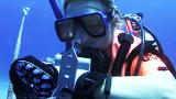 The Ultimate Guide to Dolphins: Secrets of Dolphin Diving