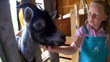 Pets 101: Pygmy Goats