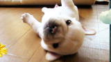 America's Cutest Dog 2010: Rock and Roll Puppy