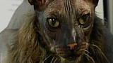 Weird True & Freaky: World's Ugliest Cat