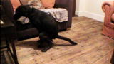 It's Me or the Dog: Teo