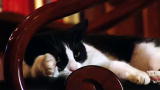 Housecat Housecall: Kid D