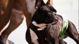 It's Me or the Dog: Graycen
