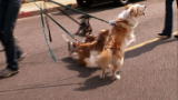 It's Me or the Dog: Dog Walk from Hell