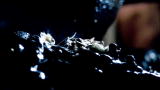 Infested!: Home Filled With Cricket Poop