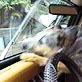 Planet's Funniest Animals: Dog Loves Windshield Wipers