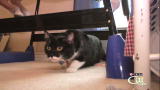 Housecat Housecall: Mittens