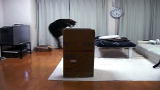 Puppies vs. Babies: Cat Goes Box Jumping