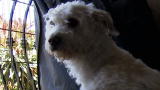 Bad Dog!: Dog with the Cast Iron Stomach