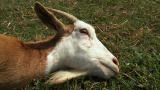 Weird True & Freaky: Fainting Goats