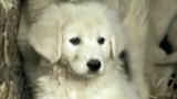 Top 10 Super Dogs: Maremma Sheepdog