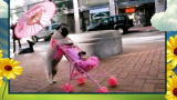 America's Cutest Dog 2010: Pug Pushes Pink Stroller
