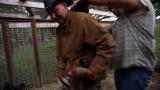 Call of the Wildman: Turtleman Gets Live Chicken Rub Down