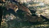 Fatal Attractions: Backyard Full of Tigers