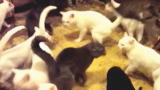 Confessions: Animal Hoarding: A Man with 30 Cats