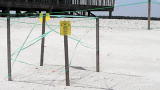 Jeff Corwin Reports from the Gulf: Protecting Sea Turtle Nests
