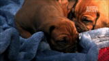 Too Cute!: The Ridgeback's First Outing