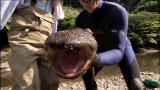 River Monsters: Japanese Giant Salamander