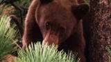 The Bear Whisperer: Mischief at the Mall