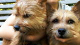 Norwich Terrier