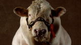 Weird True & Freaky: A Colossal Cow