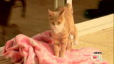 Housecat Housecall: Obi Wan