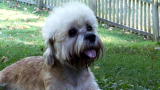 Dandie Dinmont Terrier