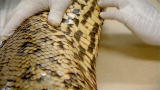 Swimming With Monsters: Anacondas 101