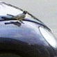 Planet's Funniest Animals: VW Bird