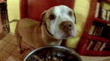 Pit Boss: Shorty's Top Dog: How Do You Feed Dinner to Eight Dogs at Once?
