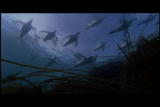Mutual of Omaha's Wild Kingdom: Filming Orcas Underwater