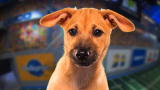 Puppy Bowl IX Player Profiles: Biscuit