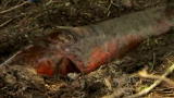River Monsters: The Heart-Stopper Fish