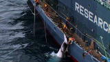 Whale Wars: Whale Harpooned and Killed