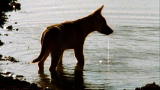 Dogs 101: Dingo