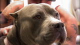 Pit Bulls & Parolees: A Life in Danger