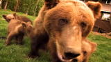 Stranger Among Bears: Serious Addiction to Wild Bears