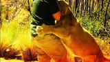I'm Alive: Stopping a Charging Lion