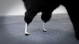 Weird True & Freaky: World's First Bionic Cat