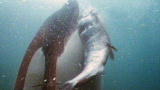 The Ultimate Guide to Dolphins: Orcas Cooperate to Catch Fish