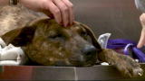 Last Chance Highway: Brownie's Operation