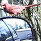 Planet's Funniest Animals: Cardinal Wants a Ride
