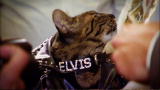 Must Love Cats: 2. Cat Fashion Show