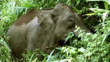Mutual of Omaha's Wild Kingdom: China's Last Elephants