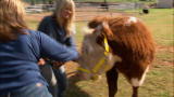 Bad Dog!: Milkshake the Charging Cow
