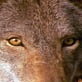 Global Wolf: A Caribou's Last Stand