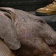 Mutual of Omaha's Wild Kingdom: Moving Elephants