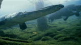 River Monsters: Swimming with Alligator Gar