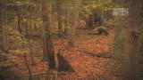 Finding Bigfoot :Biologist Sees Bigfoot Up Close