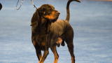 Black and Tan Coonhound